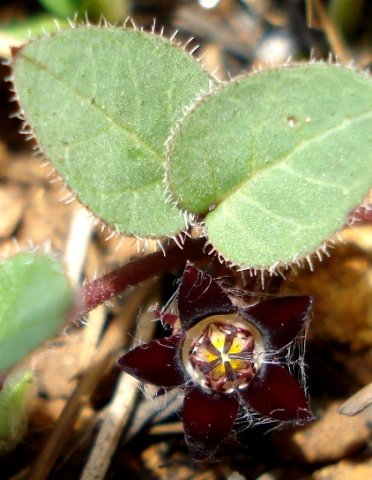 Brachystelma swazicum dark flower